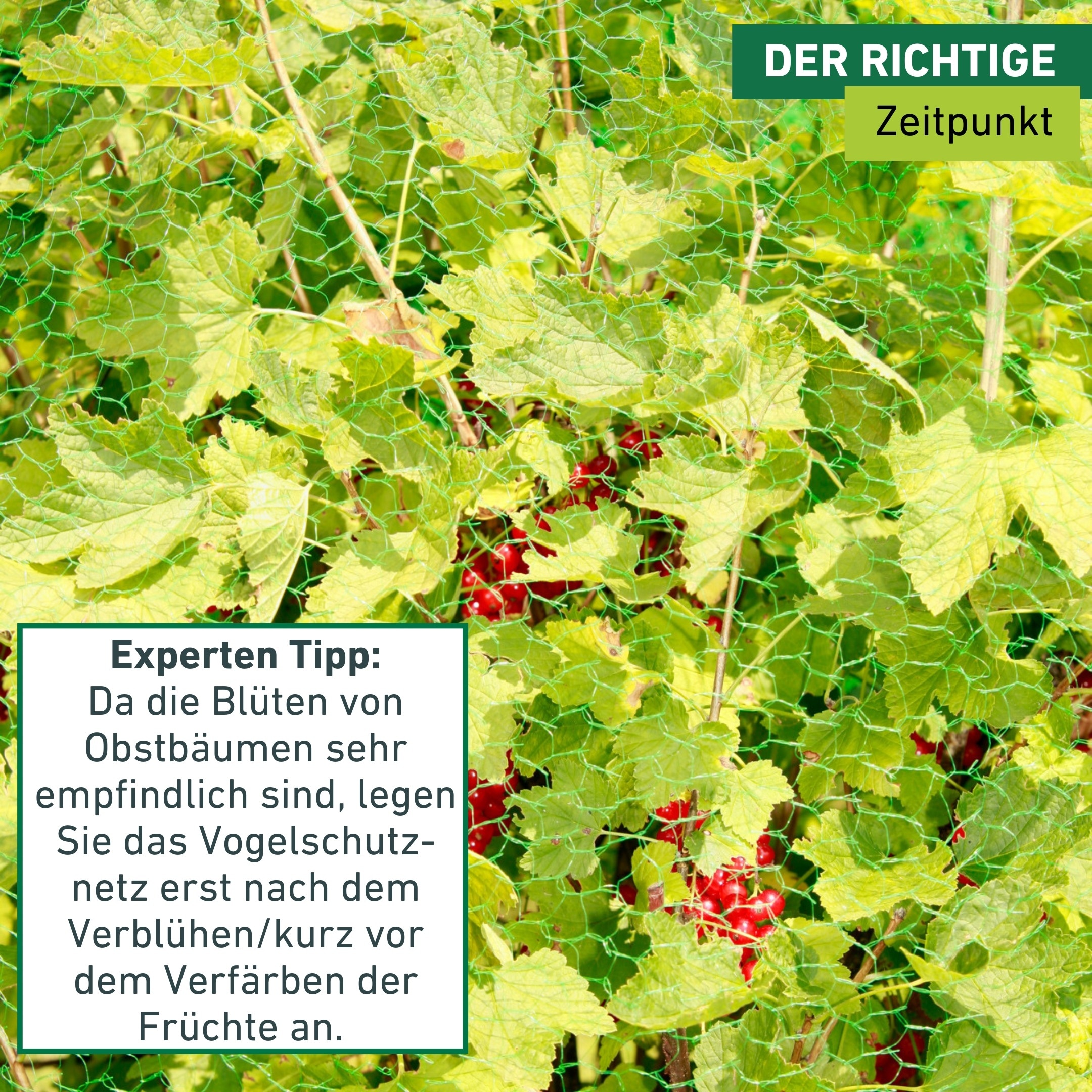 Windhager Schutznetz »für Obstbäume und Sträucher, Vogelschutz-Netz Rational« Maschenweite 15 mm, erhältlich in unterschiedlichen Größen