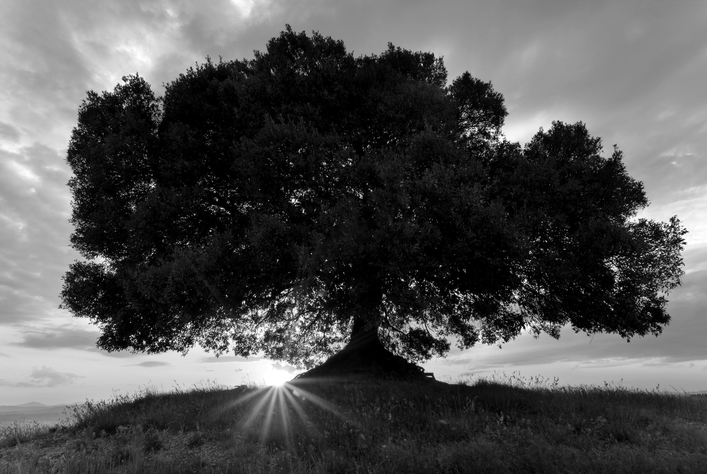 Papermoon Fototapete »Baum Schwarz & Weiß« günstig online kaufen