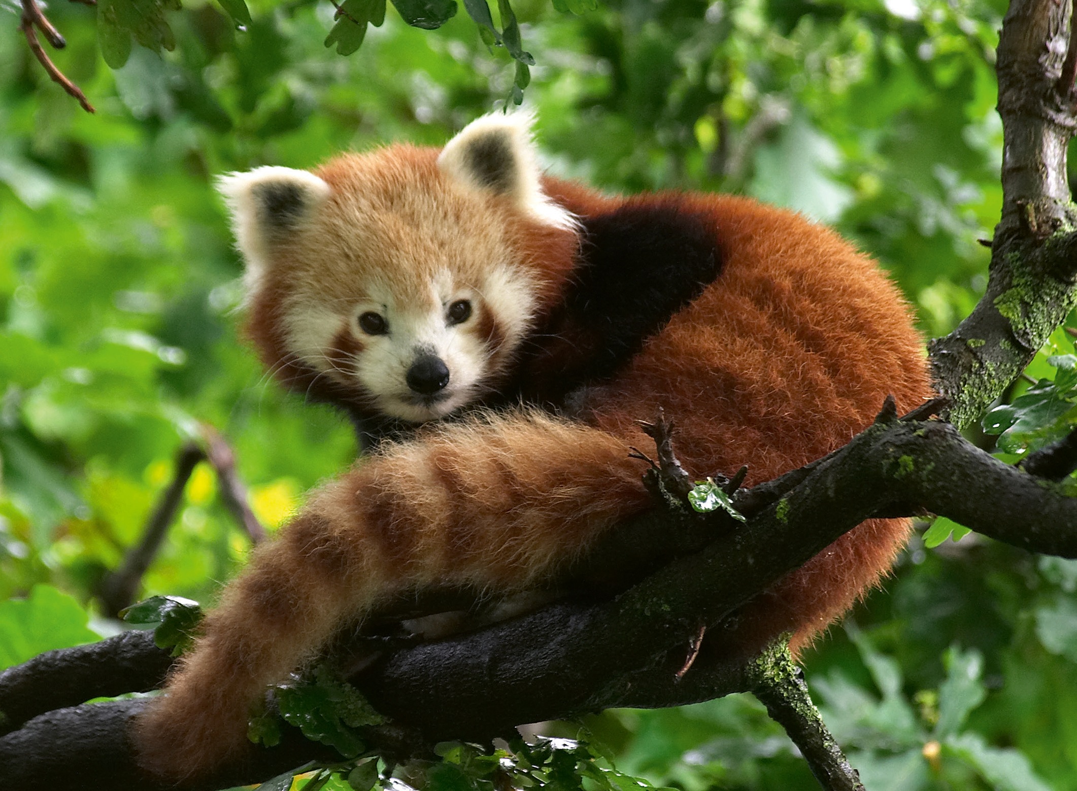 Ravensburger Puzzle »Süßer roter Panda«, Made in Germany
