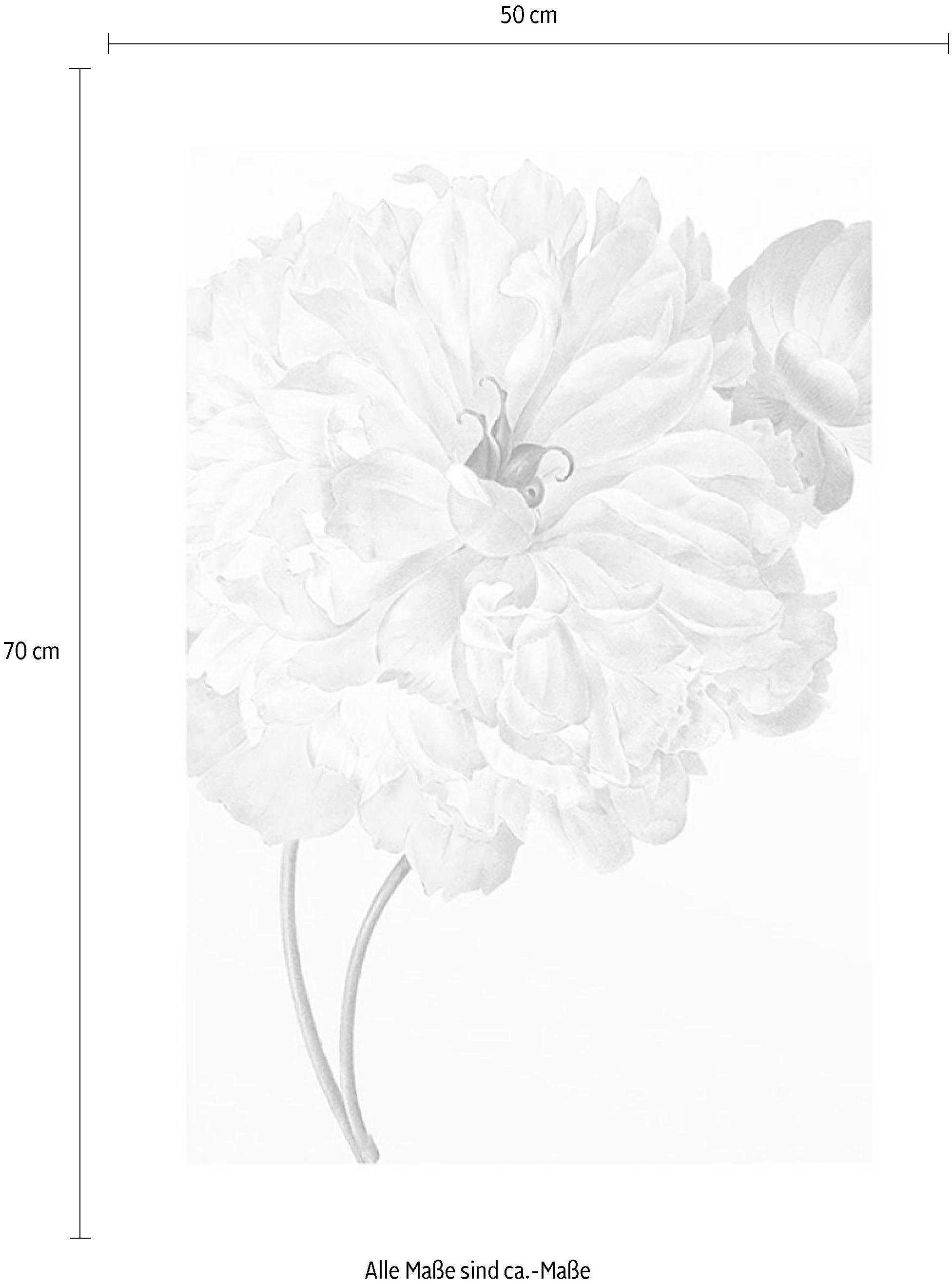 Komar Bild »Illustration Dahlia«, Blumen, (1 St.), Wandbild zur Dekoration - ohne Rahmen