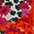 wollweiß-rot-smaragd-flieder-fuchsia-orange-gelb-rostorange-dunkelgrün