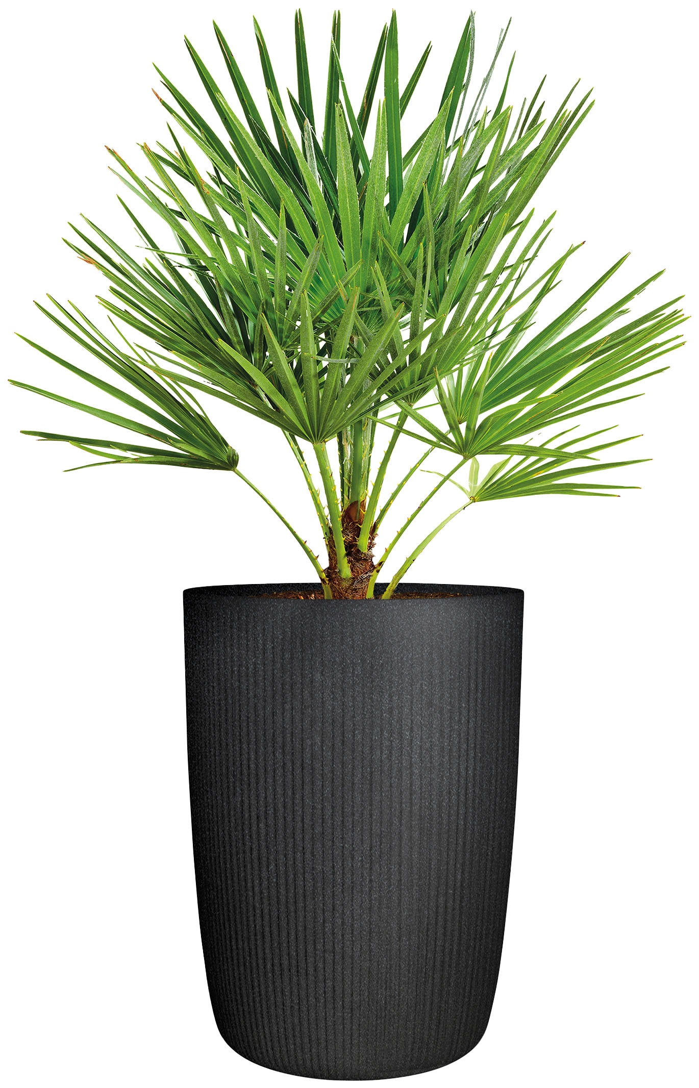 Scheurich Blumentopf »54/260 linetto high«