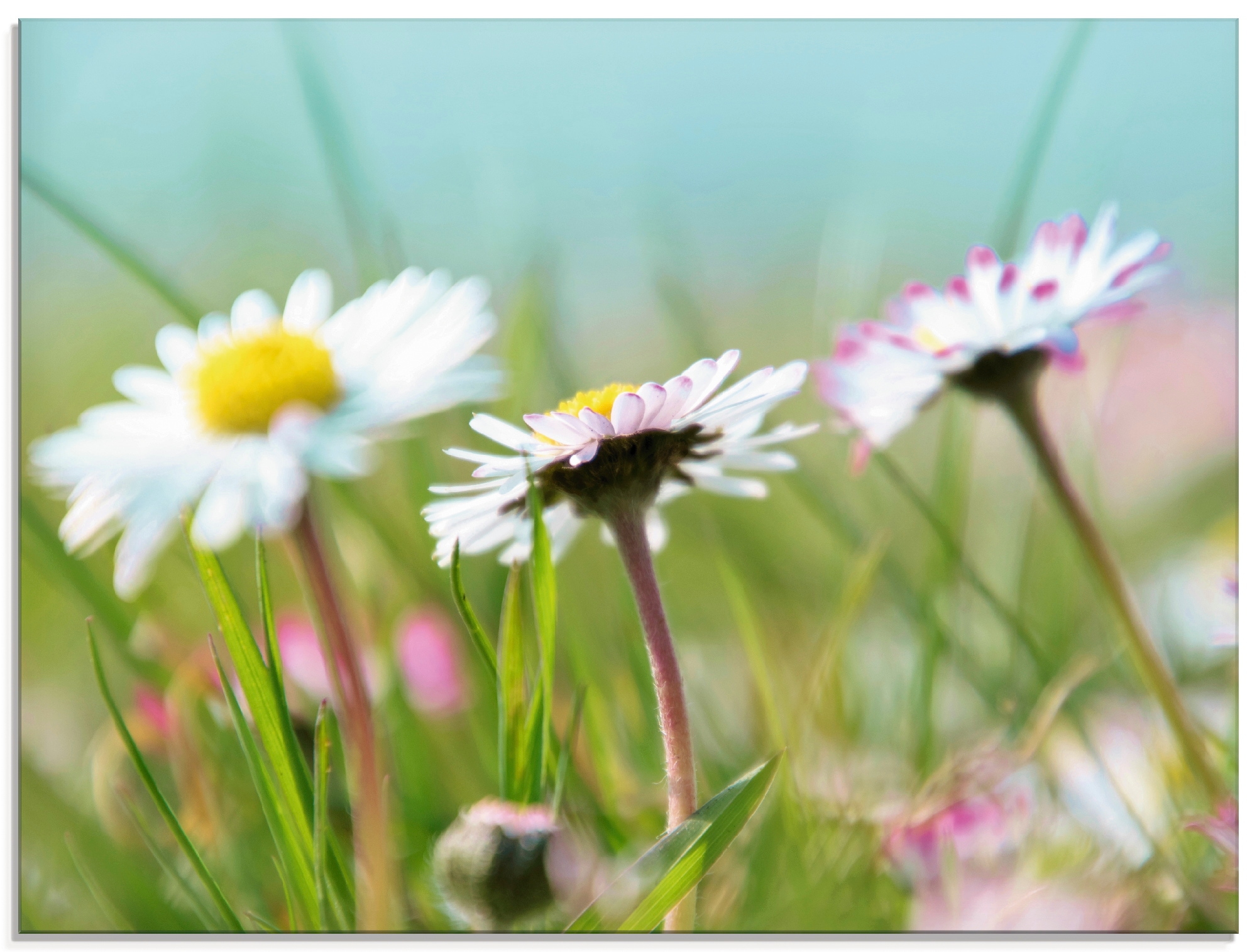 Artland Glasbild »Gänseblümchen Romantik« Blumen 1 Stk. tlg. in verschieden günstig online kaufen
