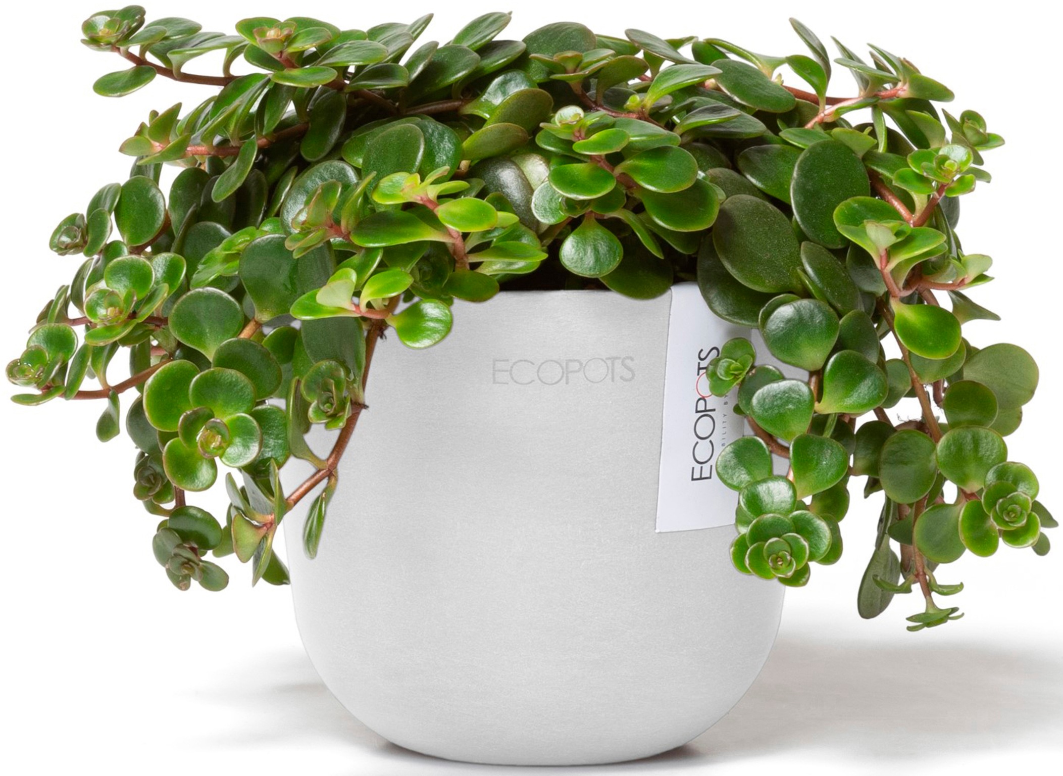 ECOPOTS Blumentopf »Oslo Mini 11,5 Weiß«, für den Innenbereich