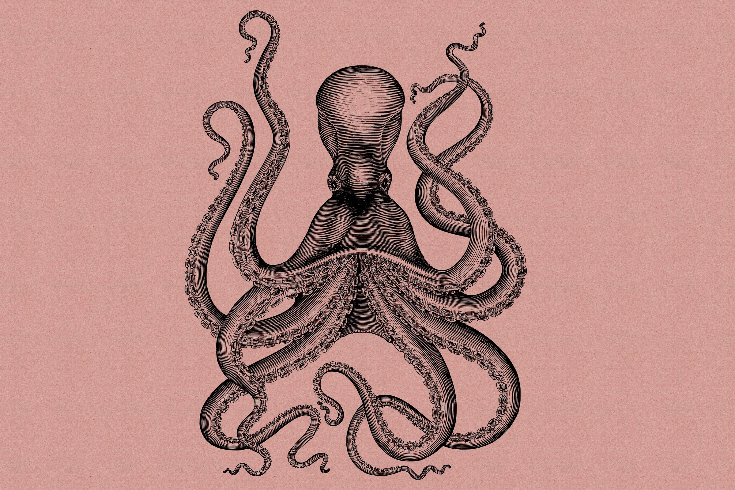 A.S. Création Leinwandbild »jules«, Kunst-Tiere-Kinder, (1 St.), Keilrahmen Bild Octopus Krake Leinwand-Bild Wohnzimmer modern Wandbild