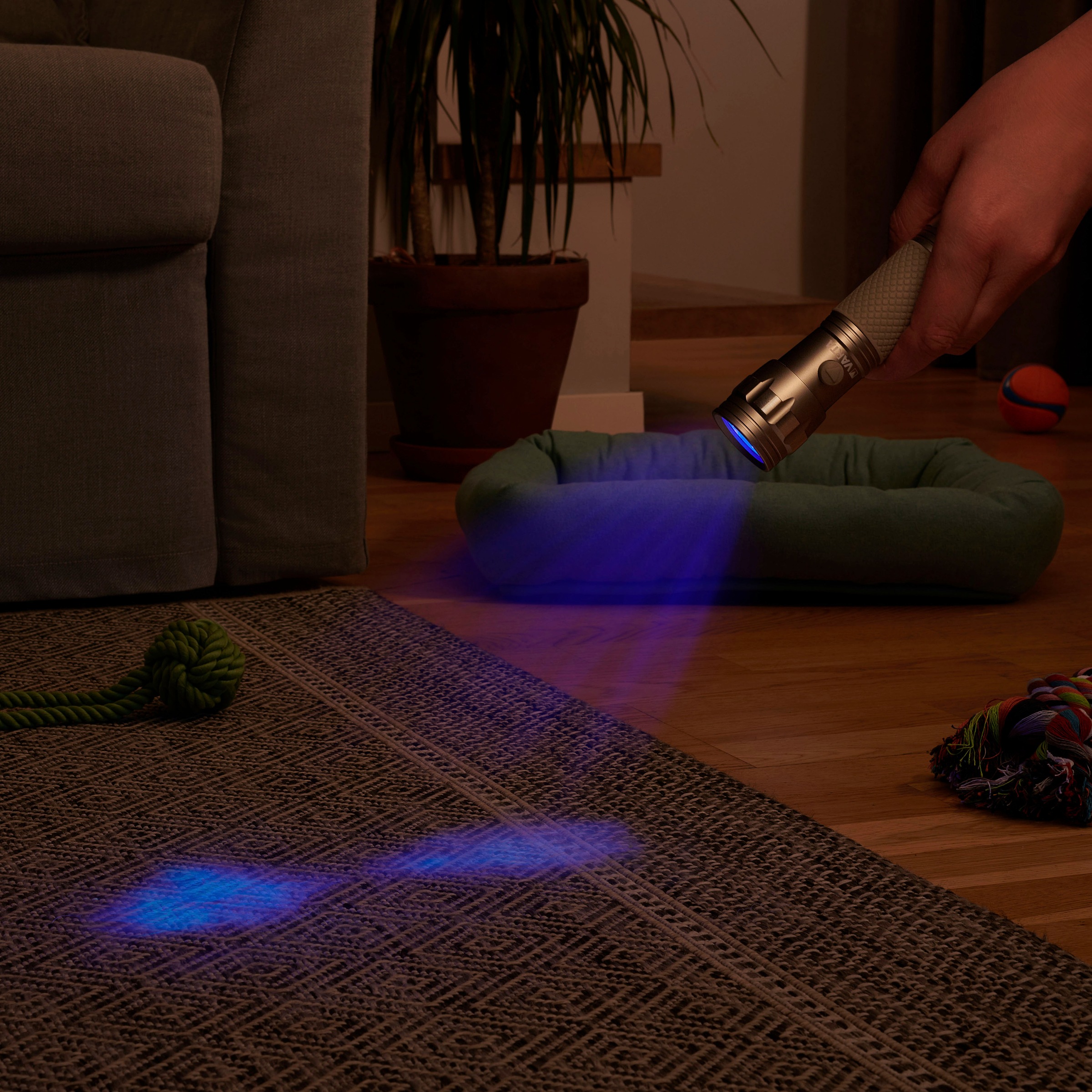VARTA Taschenlampe »UV Licht«, (Set), Leuchte macht Unsichtbares sichtbar  Hygienehilfe mit Schwarzlicht online kaufen