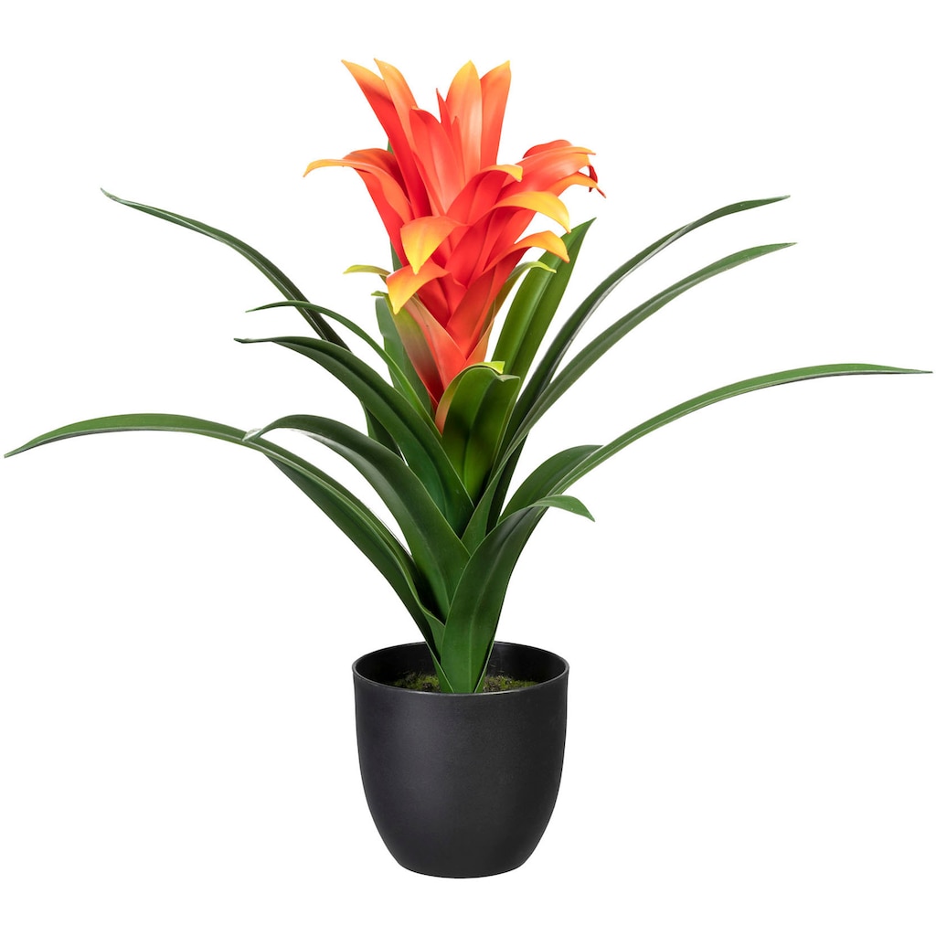 Creativ green Künstliche Zimmerpflanze »Bromelia guzmania«