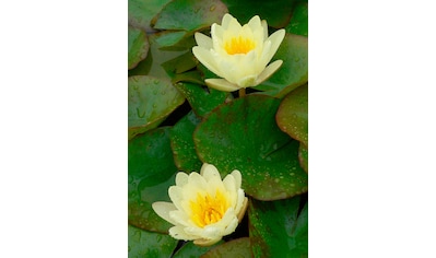 BCM Wasserpflanze »Seerose 'Colonel A.J.Welch'«, (1 St.), Seerose gelb: 1 Pflanze kaufen