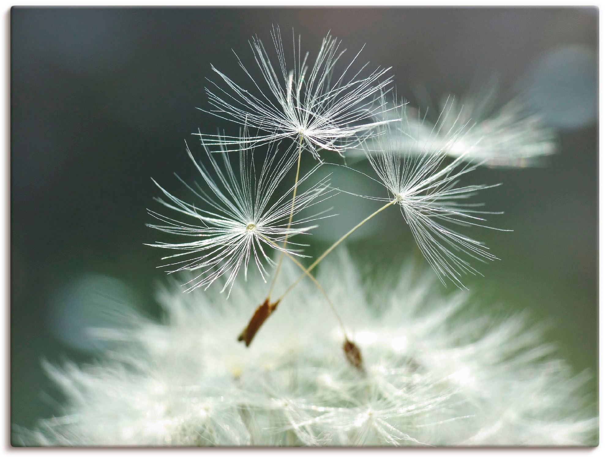 Artland Wandbild »Pusteblume Facility«, Blumen, (1 St.), als Alubild, Outdo günstig online kaufen
