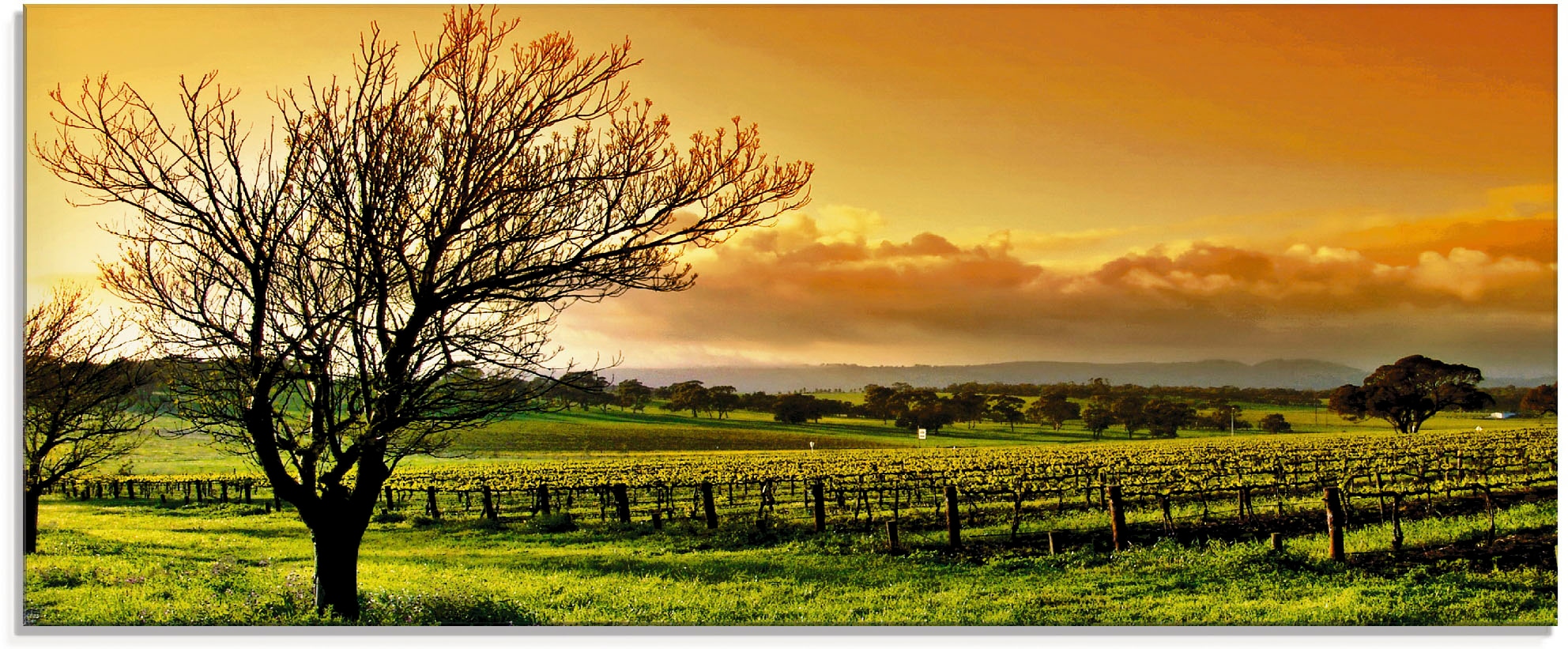 Artland Glasbild »Landschaft mit Weinbergen«, Felder, (1 St.), in verschied günstig online kaufen