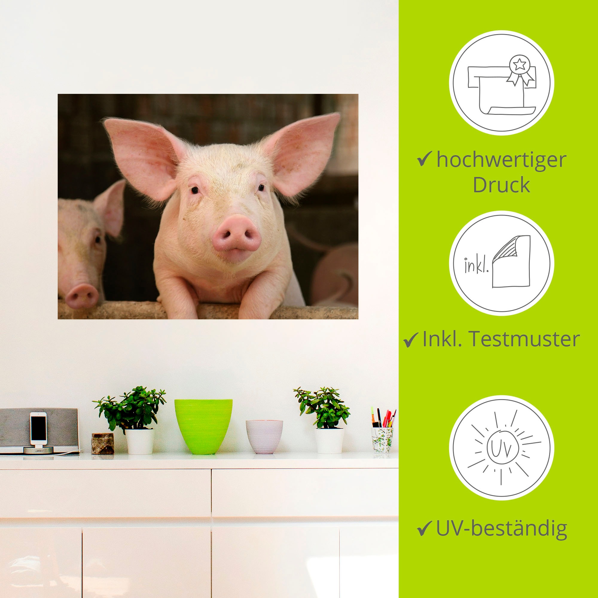 Artland Wandbild »Vorwitziges Schwein«, Haustiere, (1 St.), als Leinwandbild, Wandaufkleber in verschied. Größen