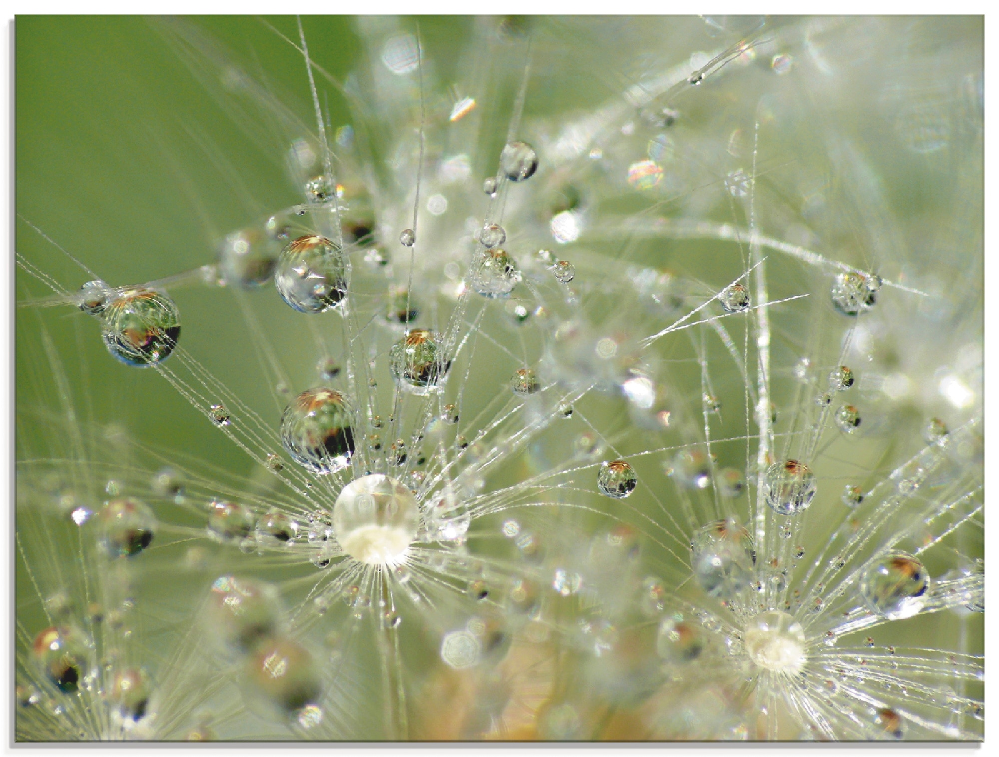 Artland Glasbild »Wassertropfen Pusteblume«, Blumen, (1 St.), in verschiede günstig online kaufen