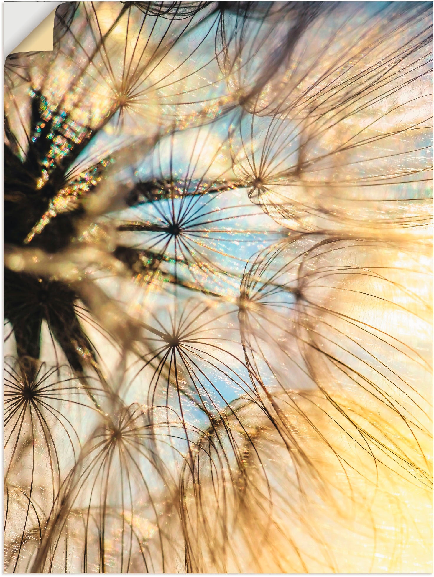 Artland Wandbild "Pusteblume Poesie", Blumen, (1 St.), als Leinwandbild, Po günstig online kaufen