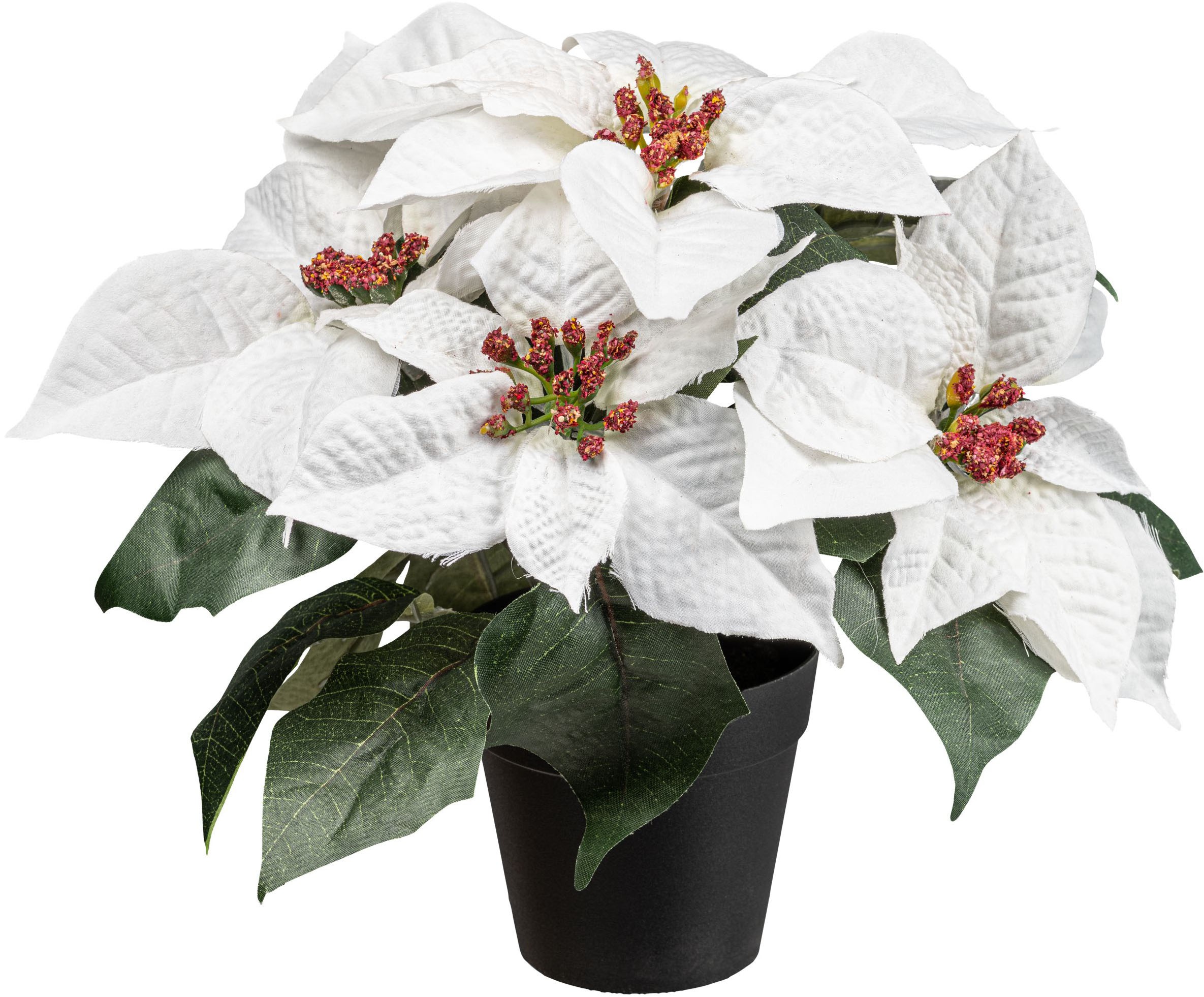 Creativ green Winterliche Kunstpflanze »Weihnachtsstern« mit üppigem Blütenwerk