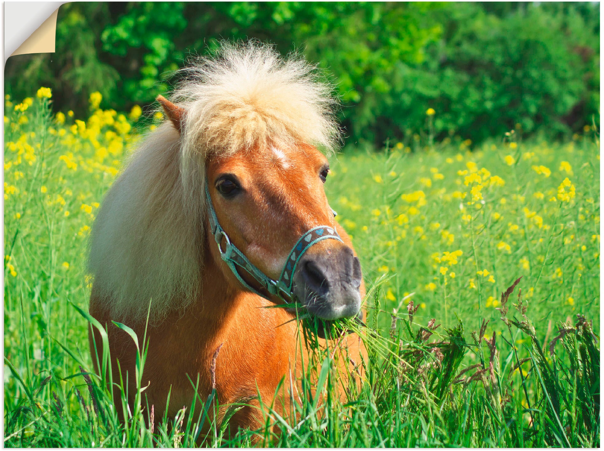 Artland Wandbild "Shetland Pony", Haustiere, (1 St.), als Leinwandbild, Wan günstig online kaufen