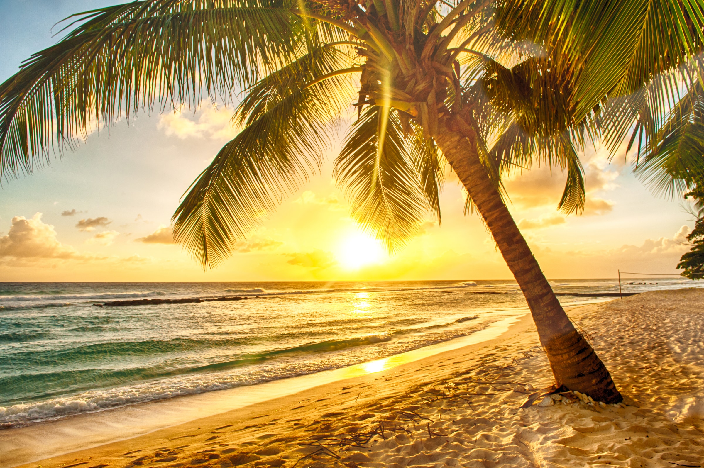 Papermoon Fototapete »Barbados Palm Beach« glatt günstig online kaufen
