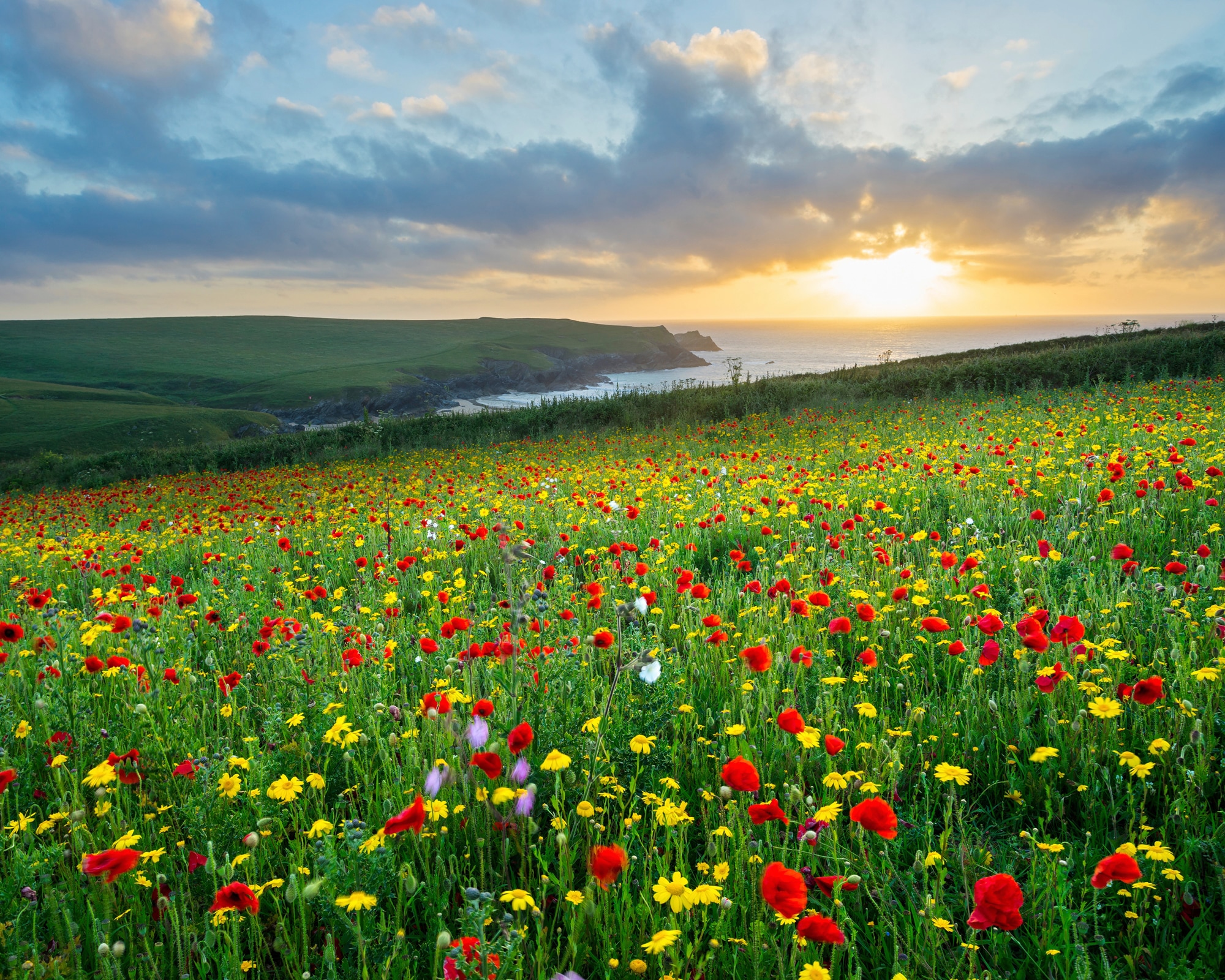 Papermoon Fototapete »BLUMEN-WIESE-MOHN FELD CORNWALL MEER KÜSTE SONNE WOLK günstig online kaufen